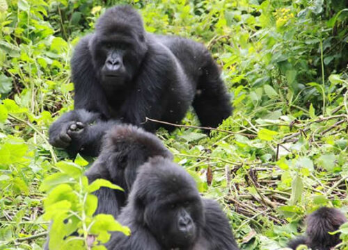 Uganda Gorilla Trekking Safari