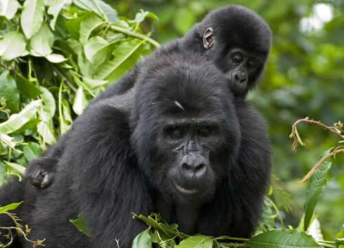 Rwanda Primates and Gorilla Safari