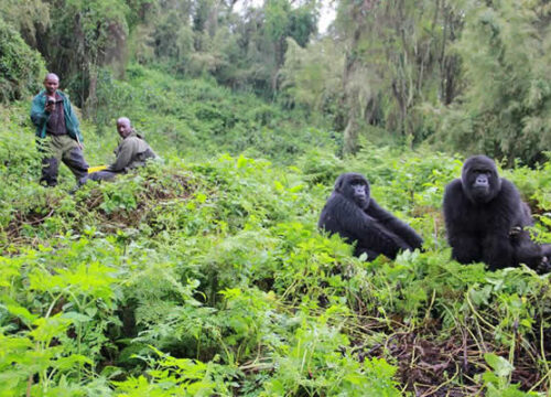 Gorillas Rwanda, DRC and Uganda