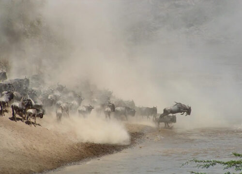 Kenya Round Trip - Wildlife Safari