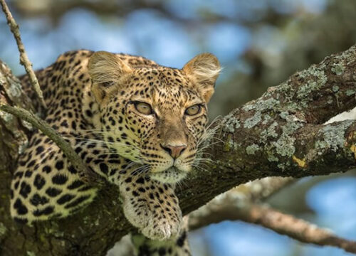 Tanzania Wildlife Safaris