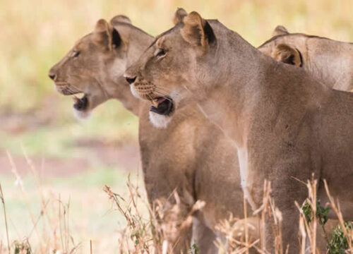 Best of Tanzania Wildlife Safaris