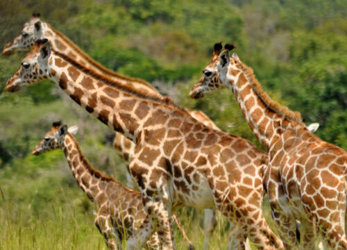 Uganda Wildlife Safari